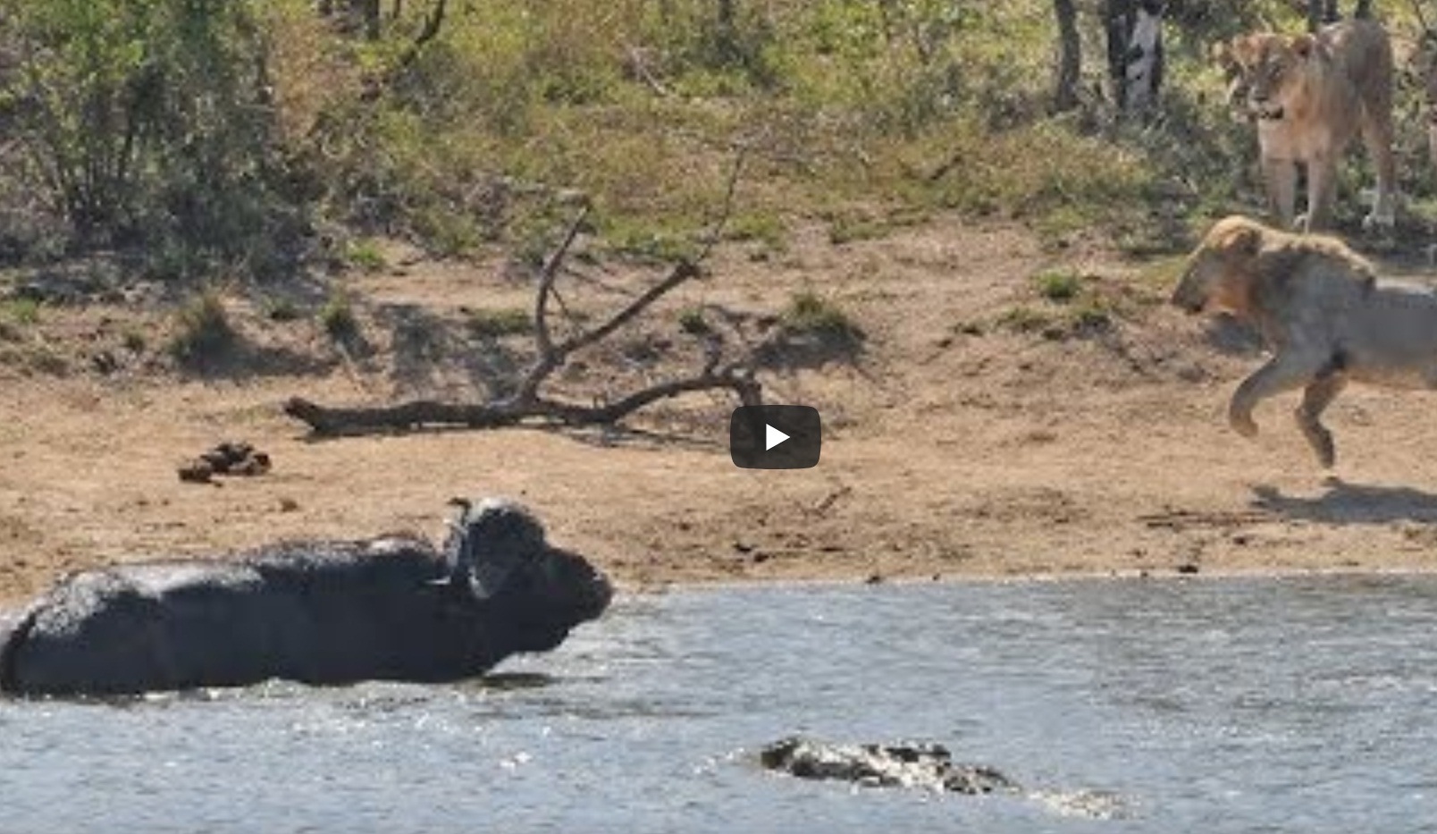 Buffalo Stuck Between Lions And Crocodile Gets Rescued By Herd
