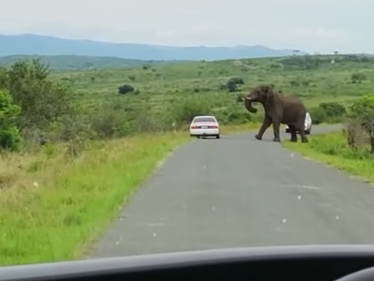 Man Ditches His Car To Run Away From Curious Elephant
