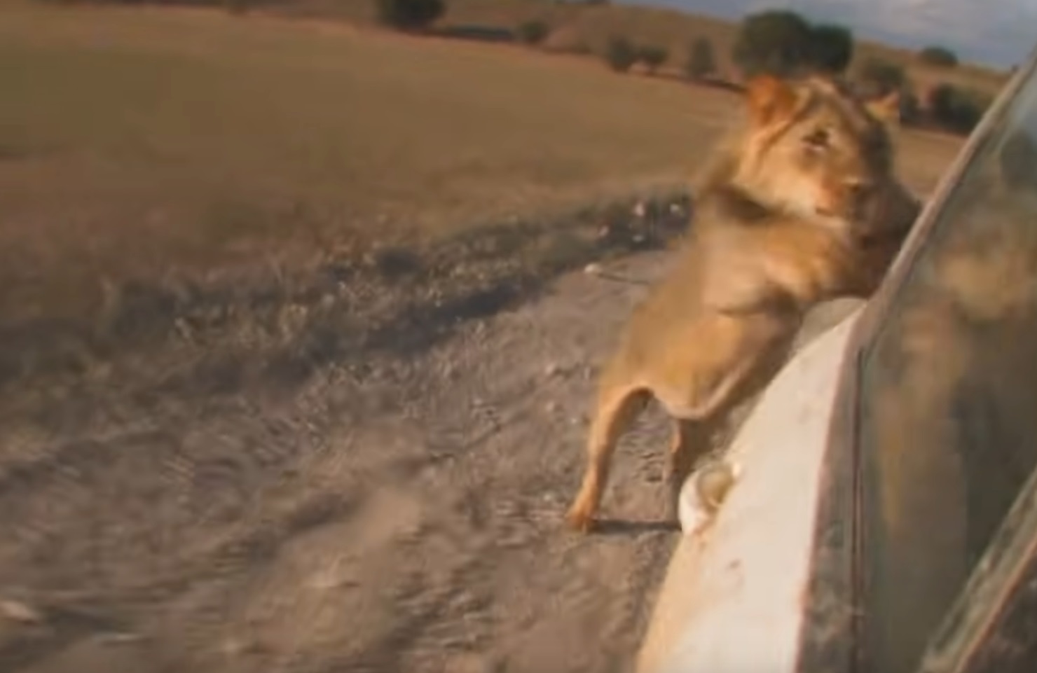 Lion Runs After Car And Tries To Jump On 