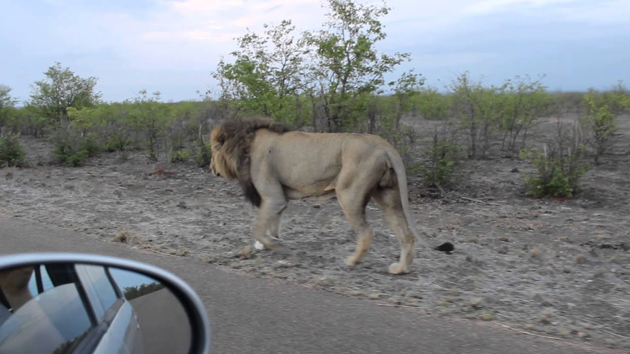 Lion Gives Warning To Tourists Following Him