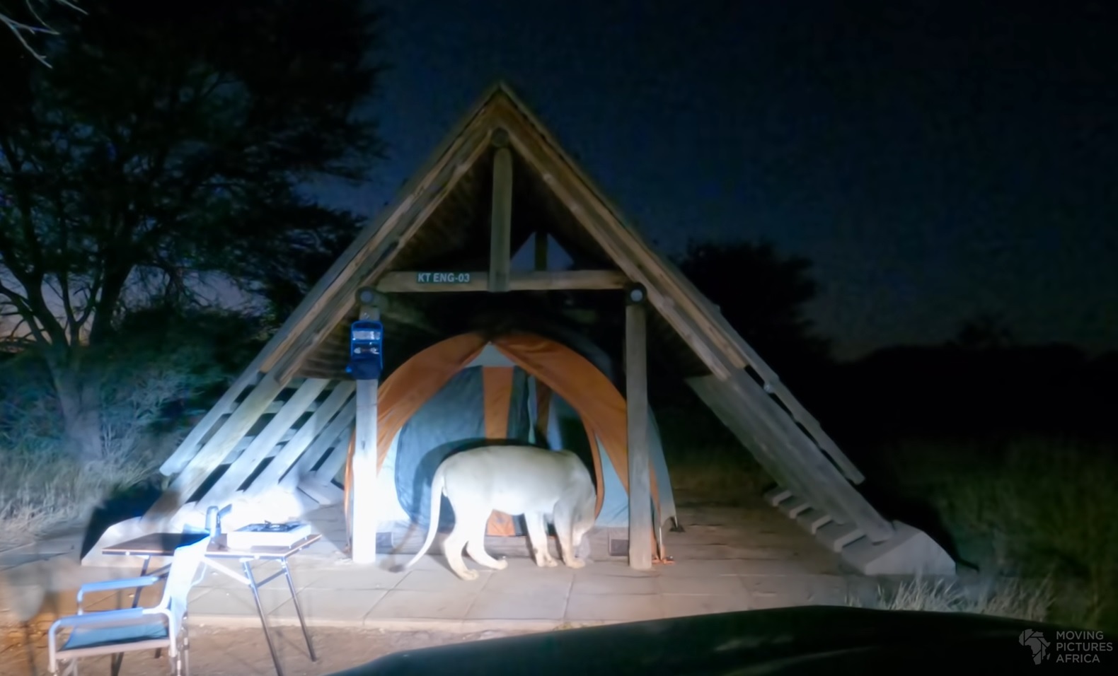 Lion Comes To Inspect Campers Tent In The Night