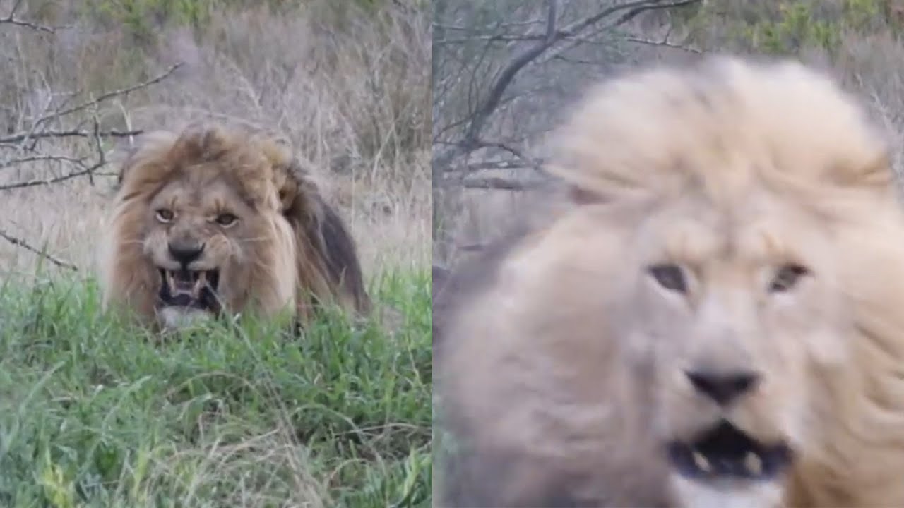 Lion Charges At The Cameraman Video