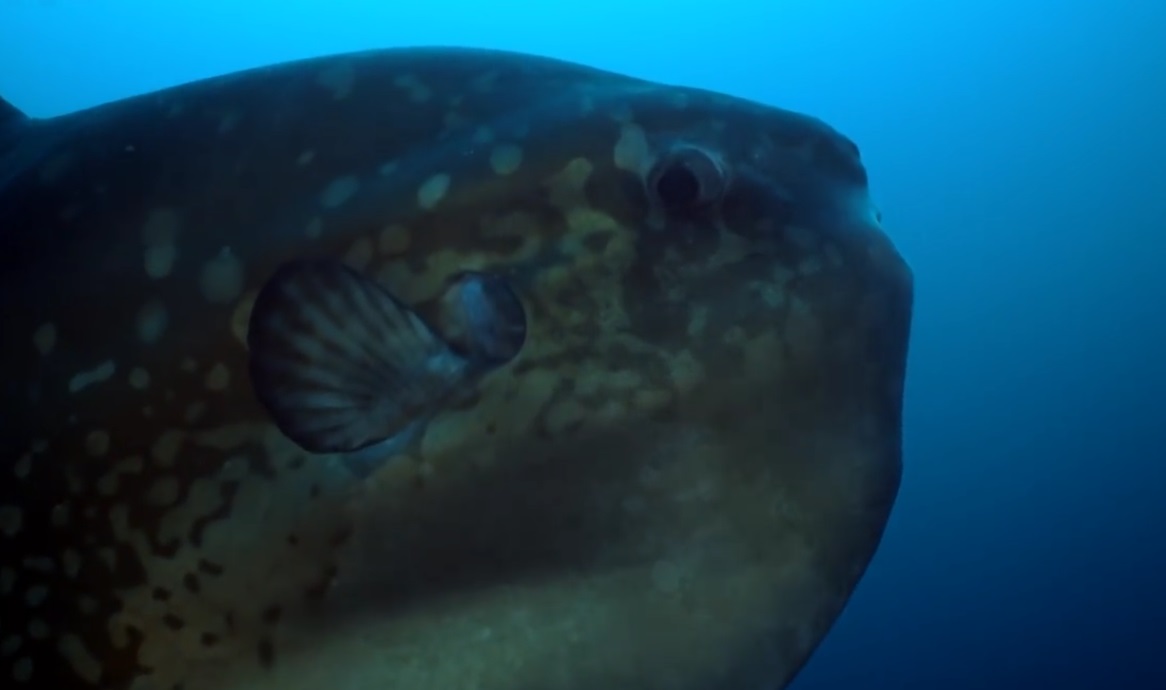 Huge Ocean Sunfish Cleaning Itself