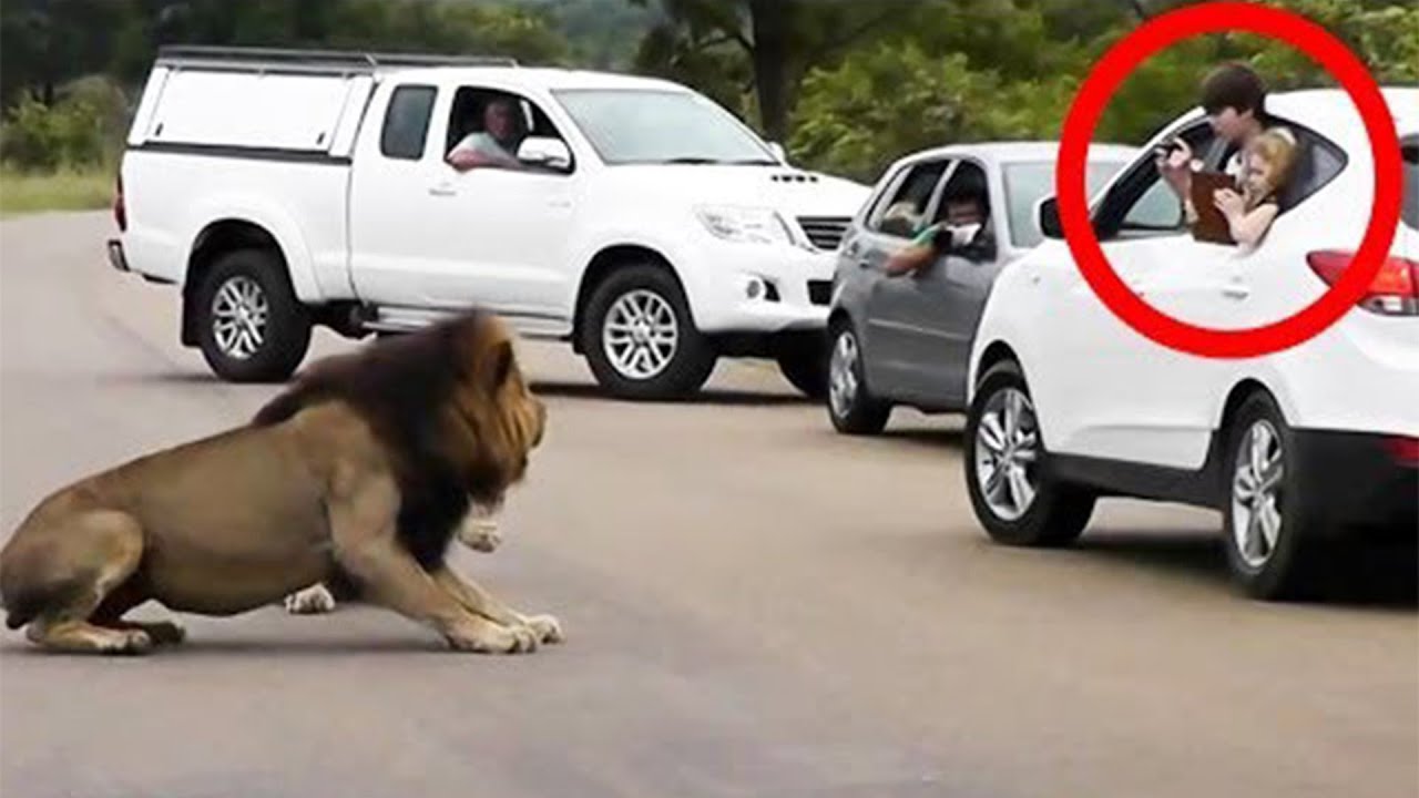 10 Times Lions Showed Tourists To Not Mess With Them