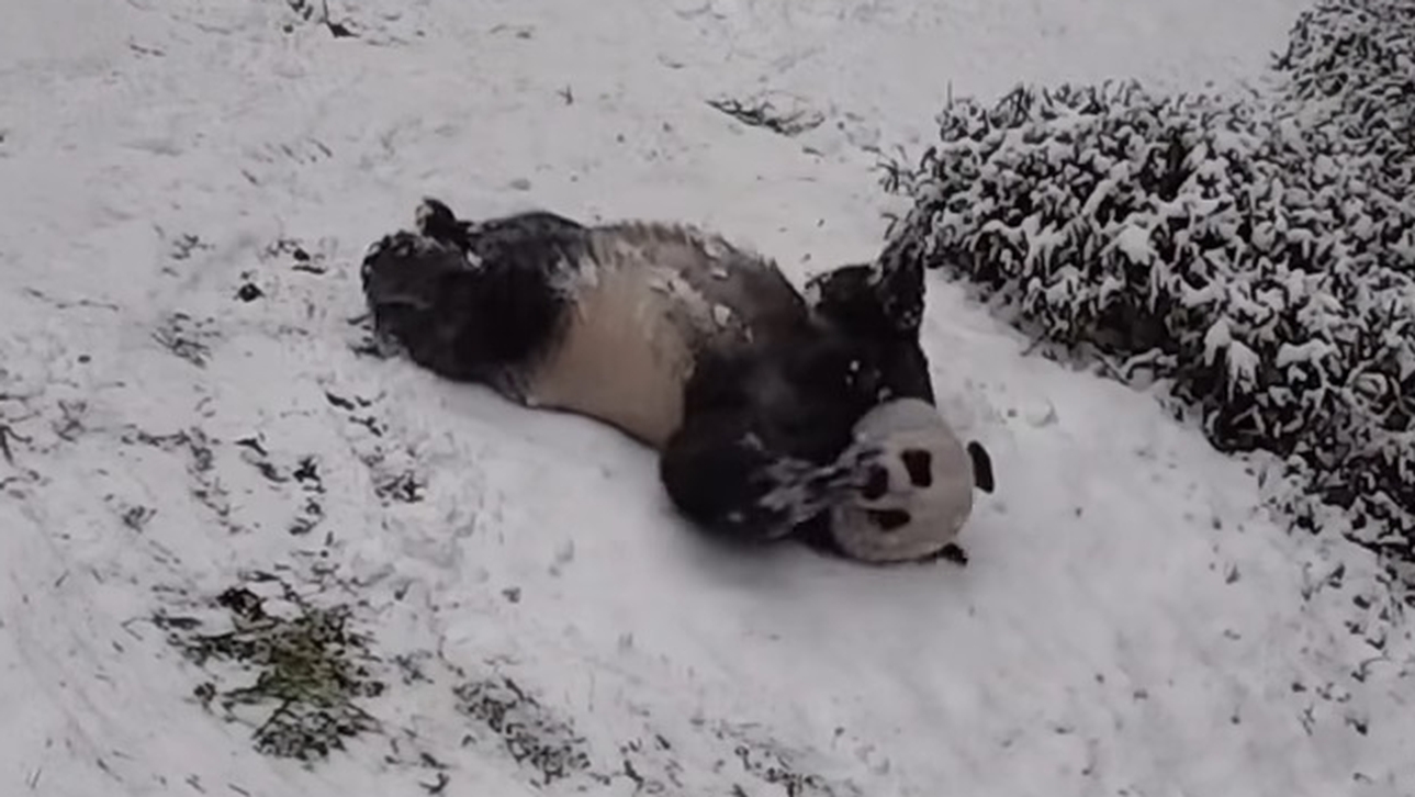 Giant pandas sliding in the snow