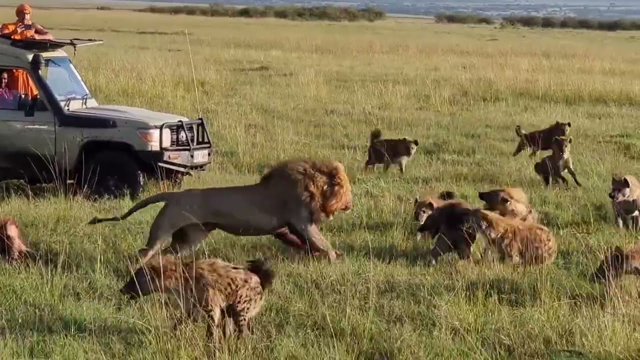 Lion Faces 30 Hyenas Rare Footage