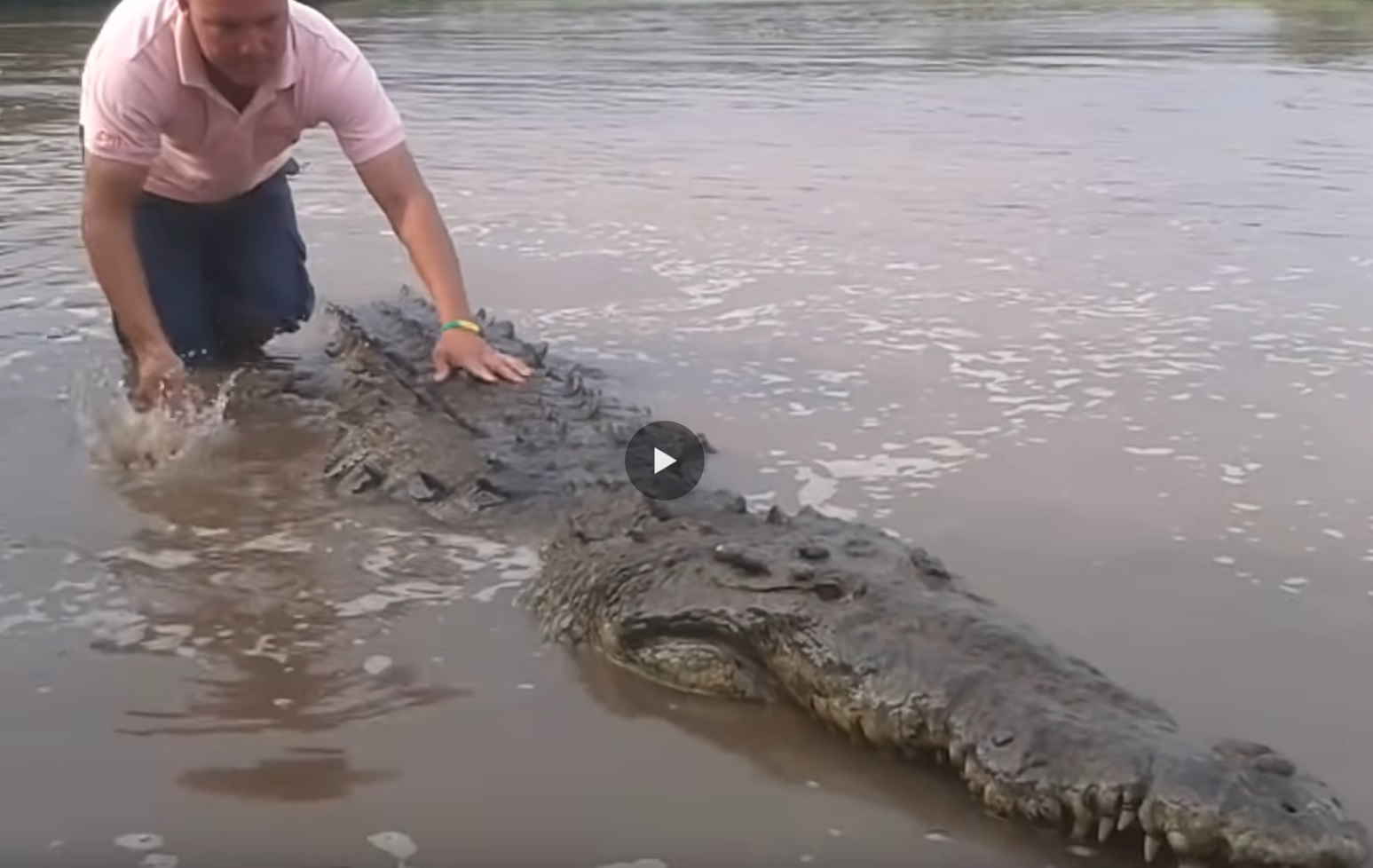 Man's Daring Crocodile Feeding Stunt Caught On Video!
