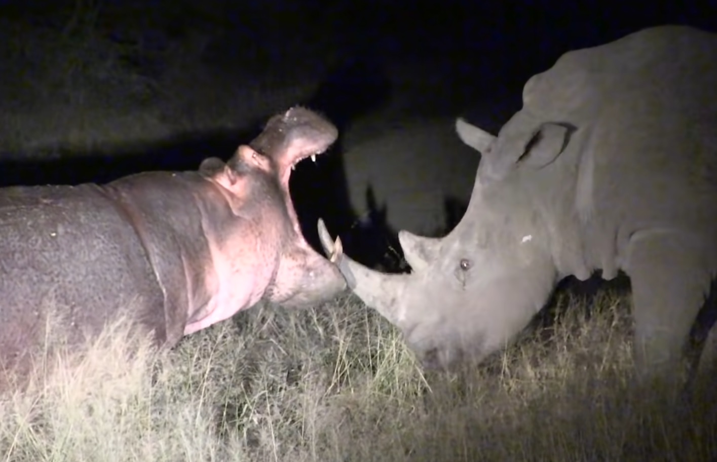 This Hippo Pushing His Luck With Rhinos Is A Must-see!