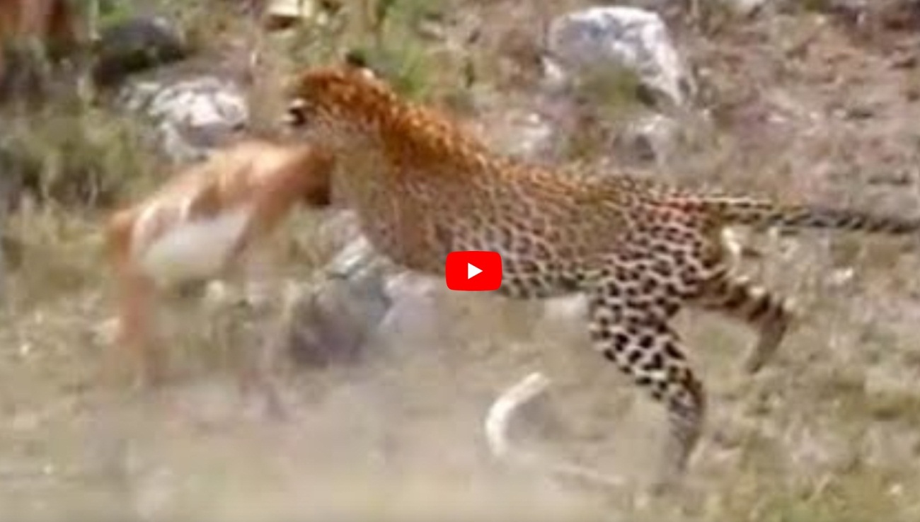 Leopard's Exceptional Hunting Skills On Display With Mid-air Impala Capture