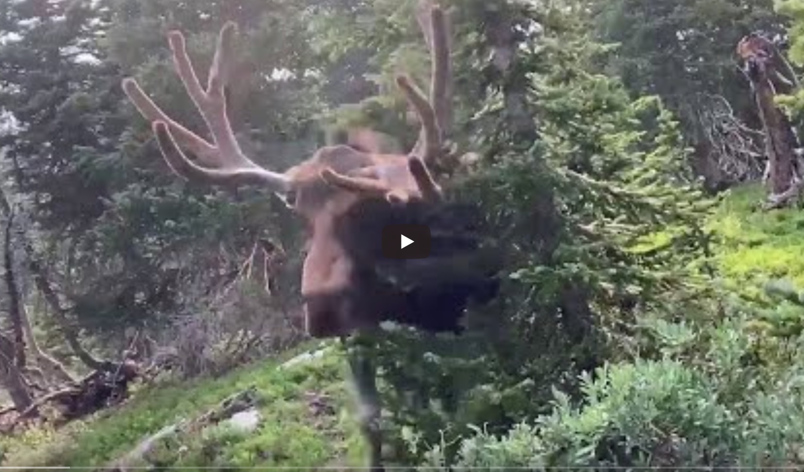 Scary Encounter With Moose Caught On Camera