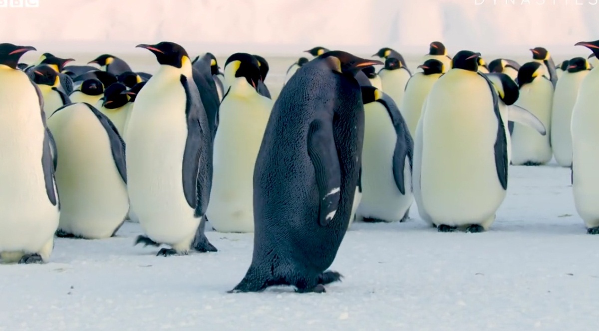 All Black Penguin Rare Sighting