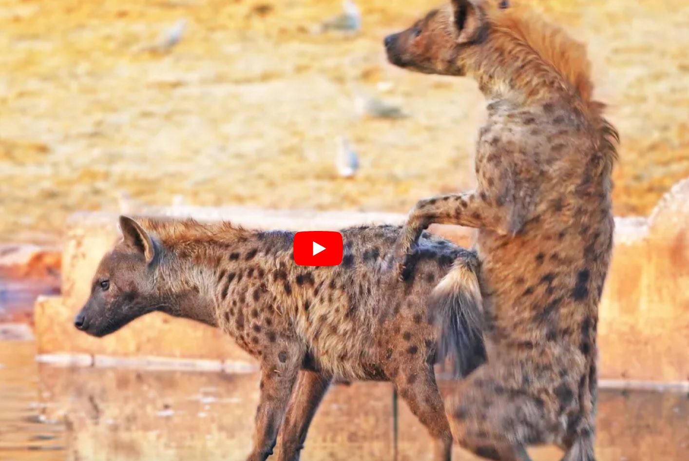 Hyena Passes Out During Mating Funny Video