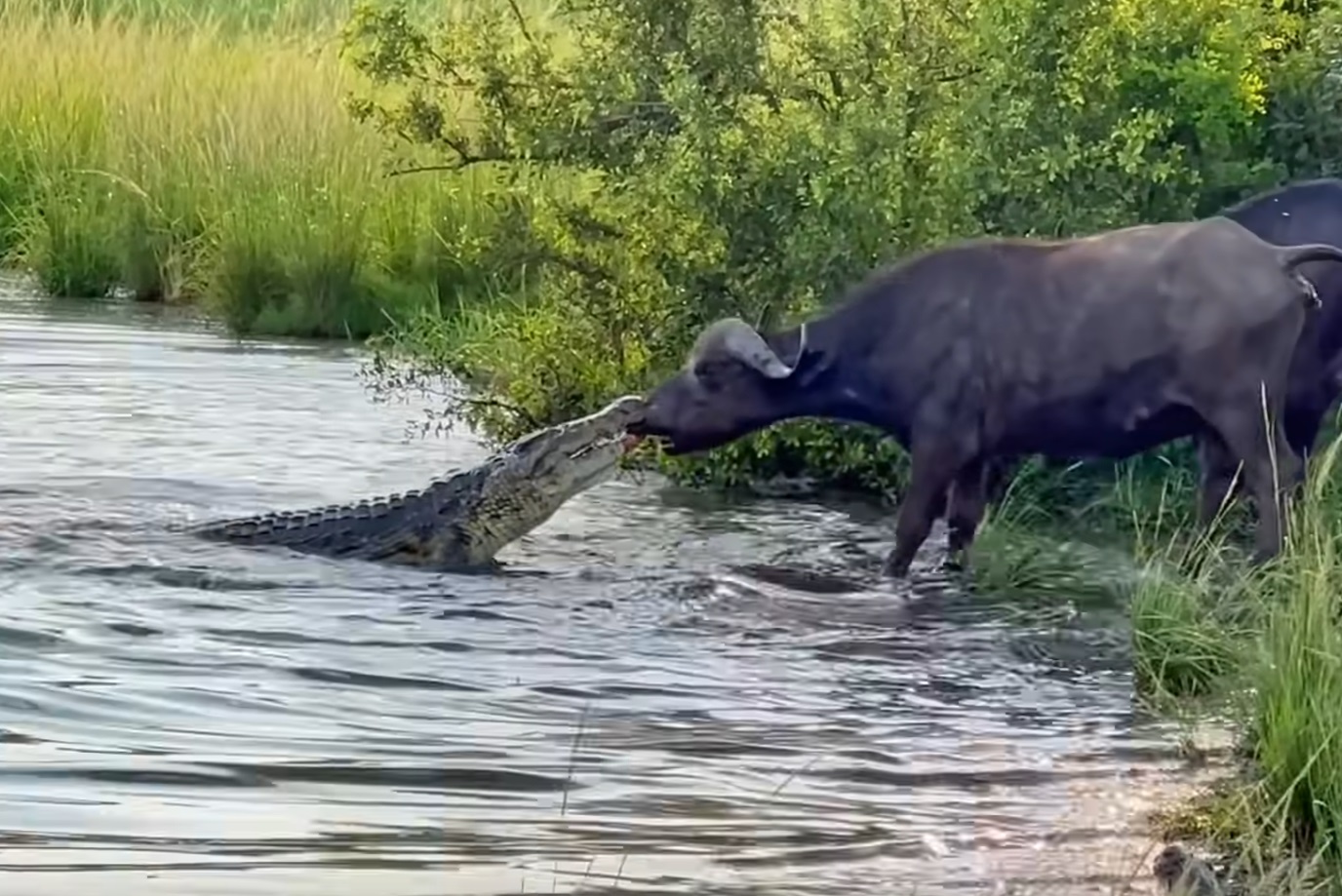 Buffalo Bravely Drags Croc Out Water In Struggle To Get Away