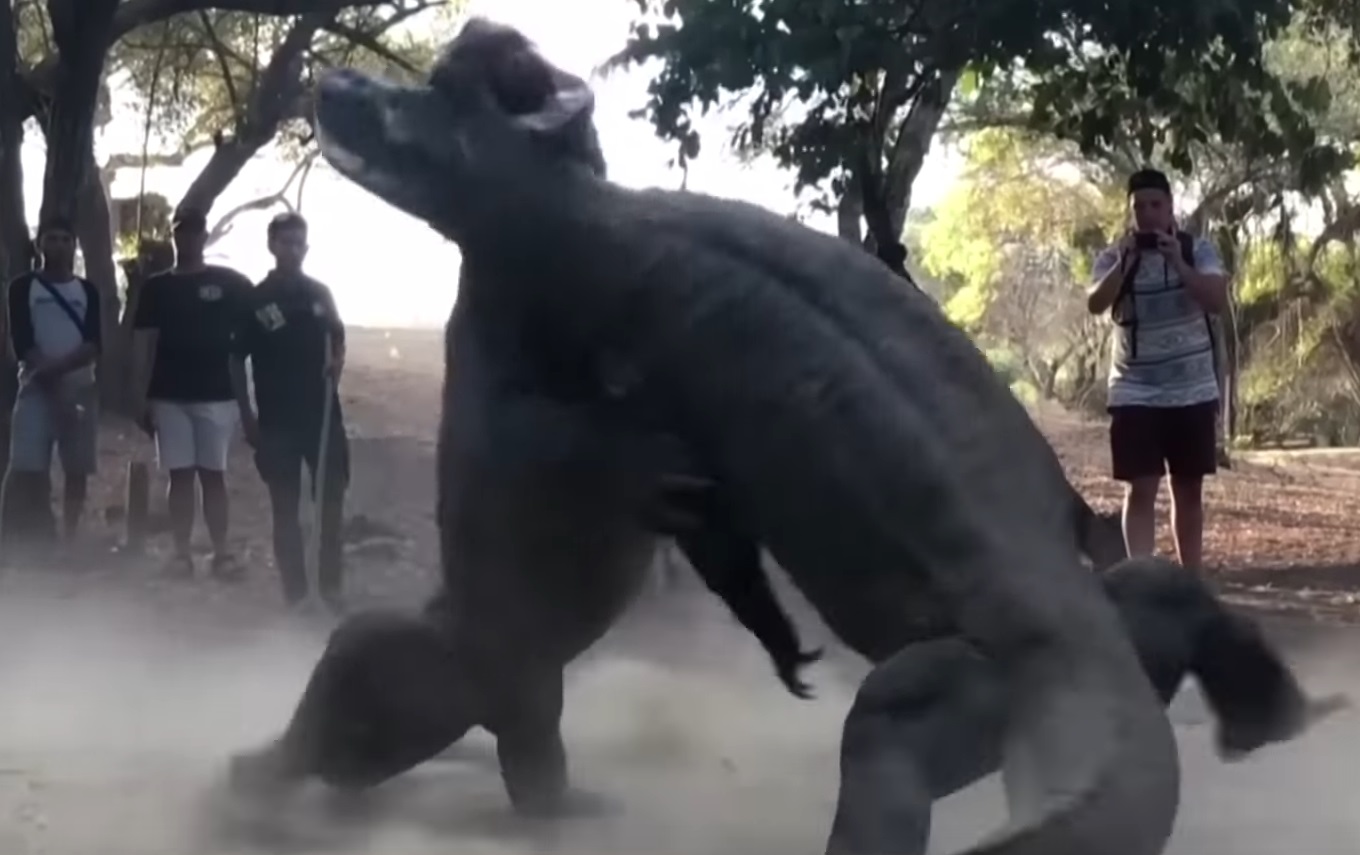 Two Huge Komodo Dragons Fight Video