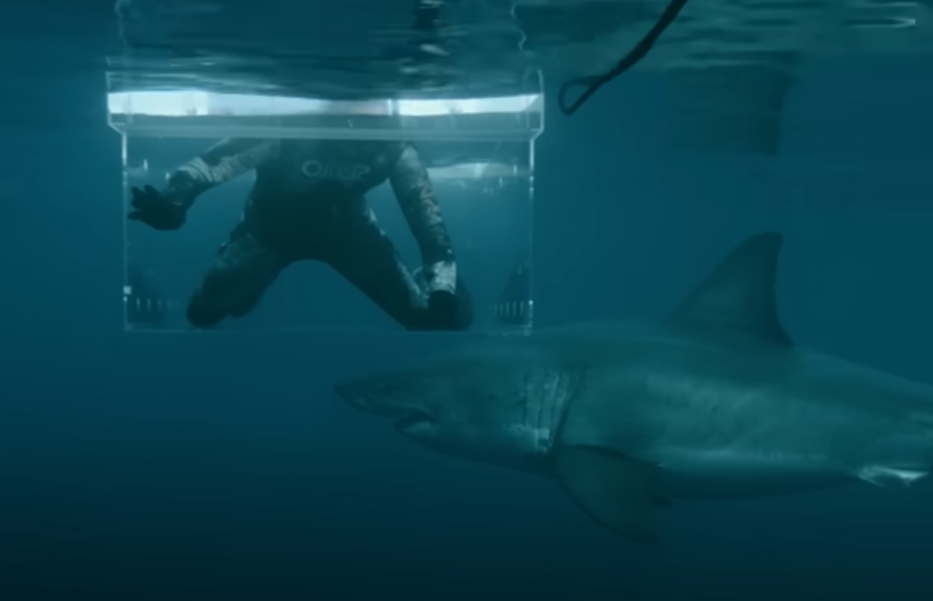 Man's Shark Encounter in Plexiglass Tank Turns Dangerous