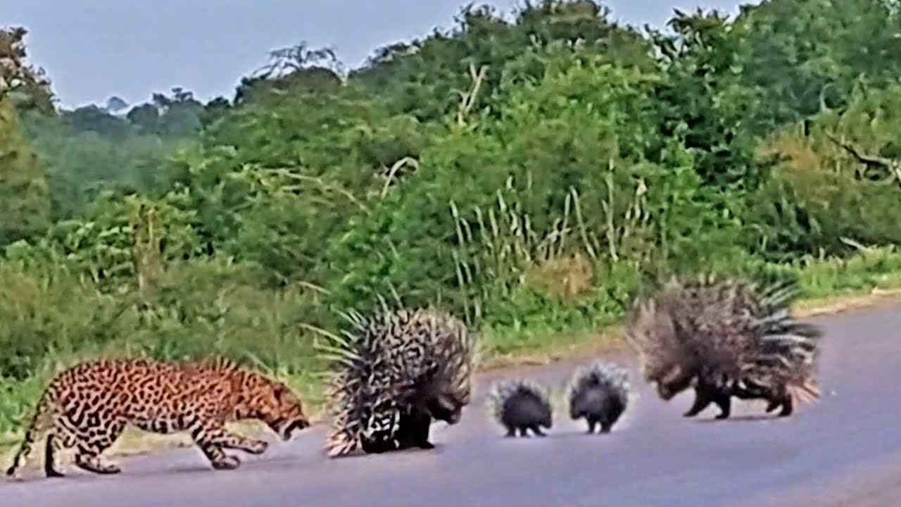 Porcupine Parents Try  Shield Babies from Leopard