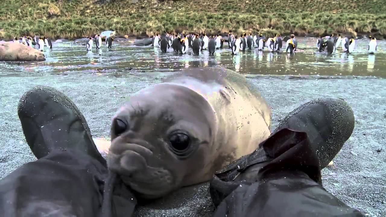 Curius Baby Seal Approaces Cameraman Cute Video
