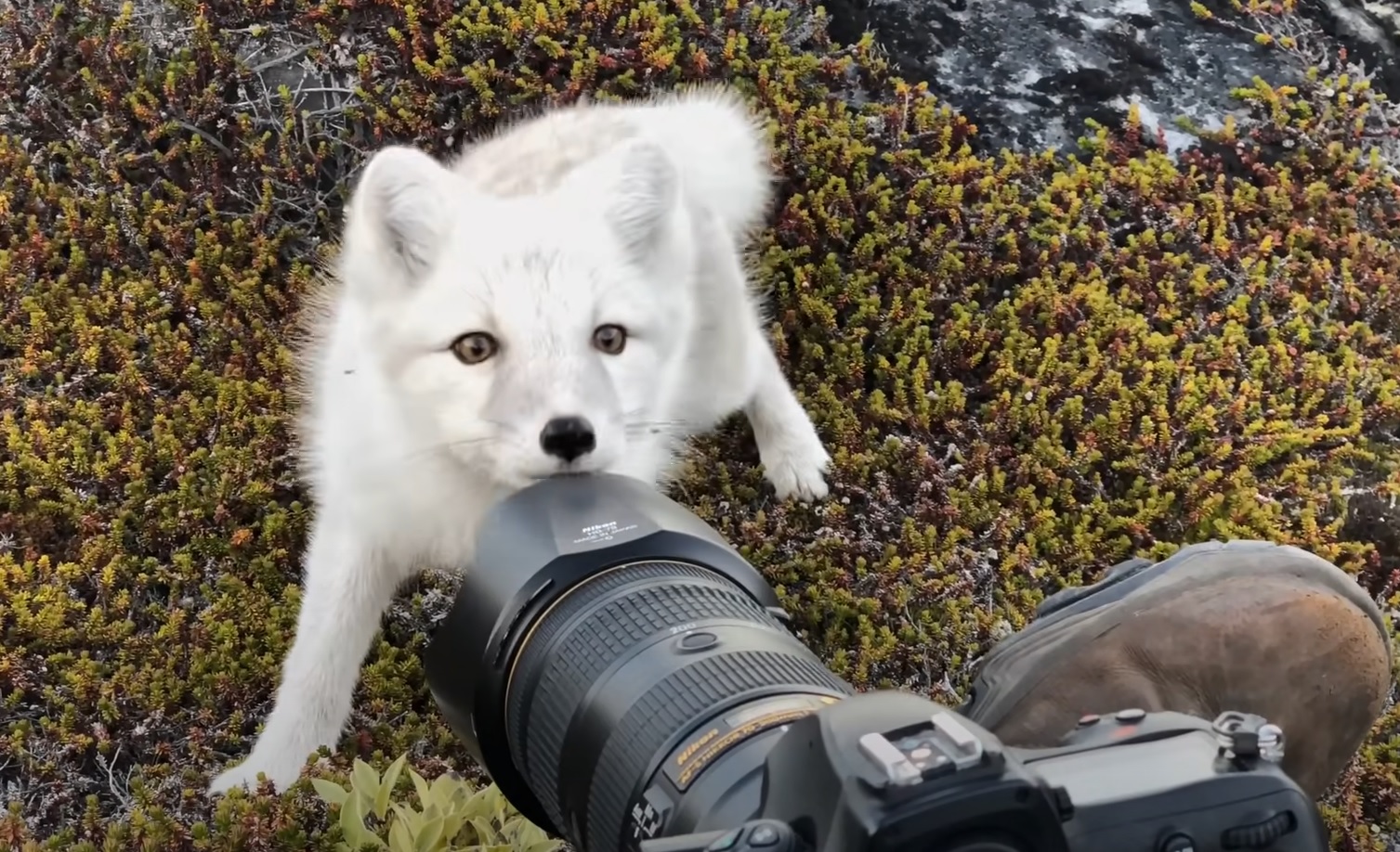 Witnessing the Wonders of Nature: A Rare  Arctic Fox Encounter