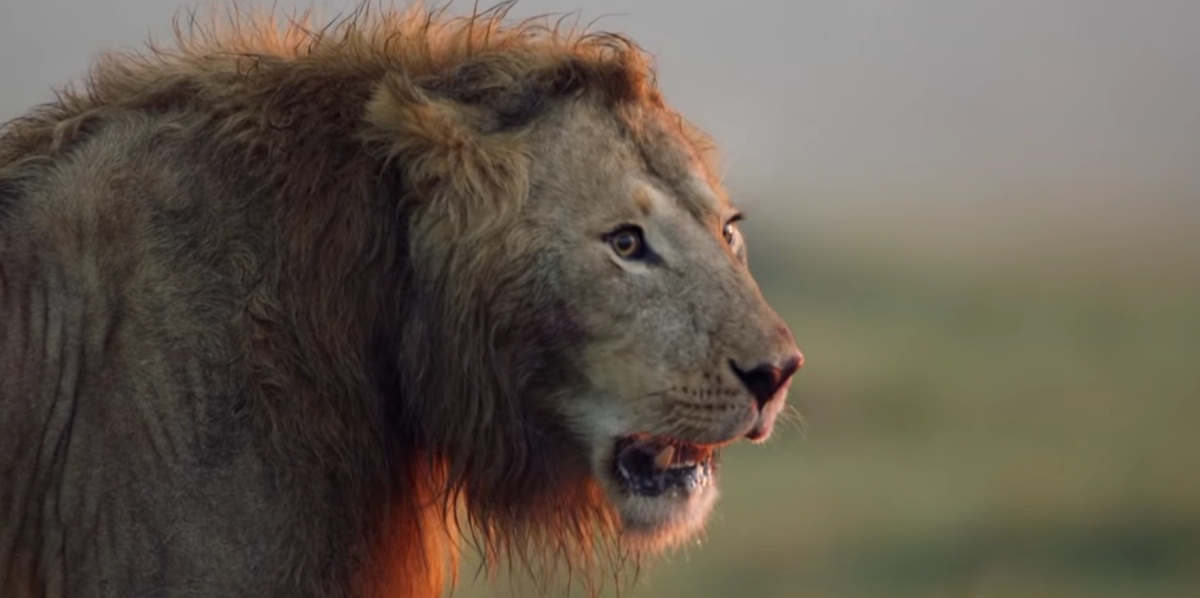 Lion Vs 20 Hyenas Full Video