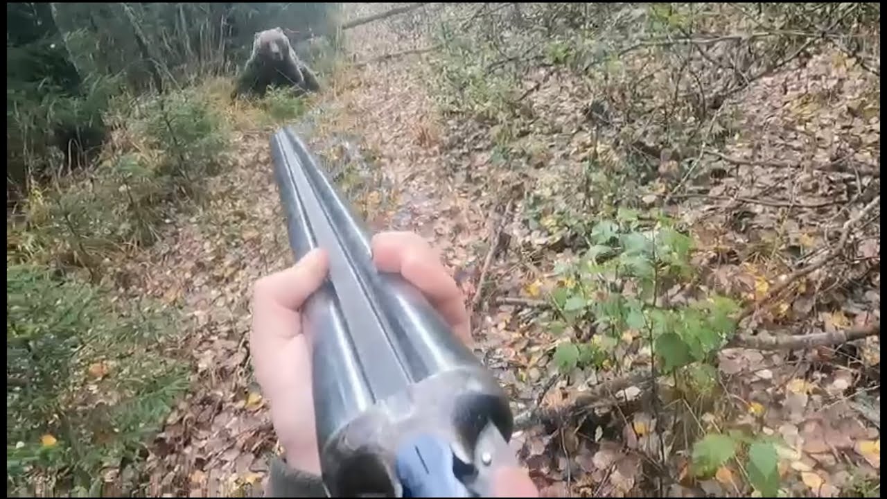 Bear Charges At Armed Man in Heart-Stopping Video