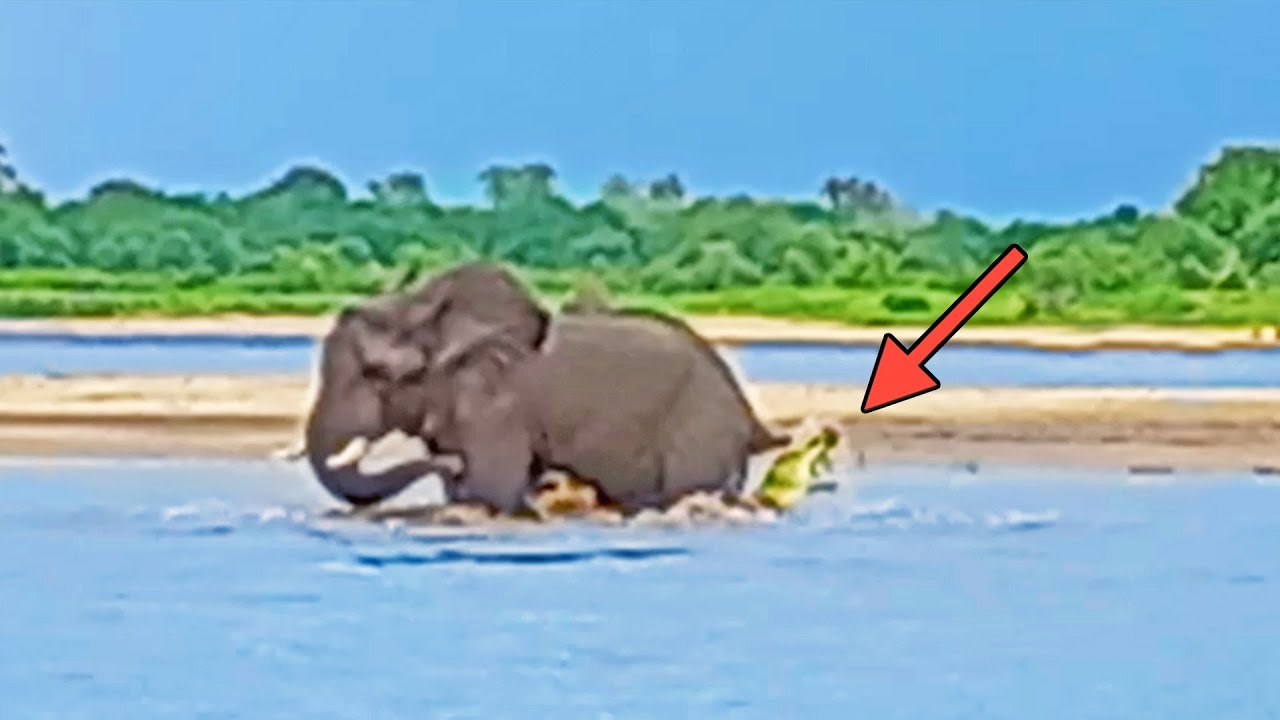 Crocodile Bites On Elephant's Tail
