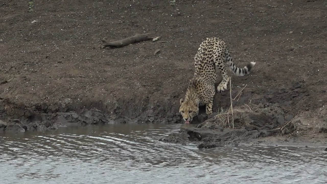 Crocodile attacks cheetah cub at watering hole
