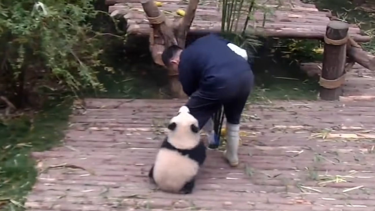 This little panda REALLY wants a hug.