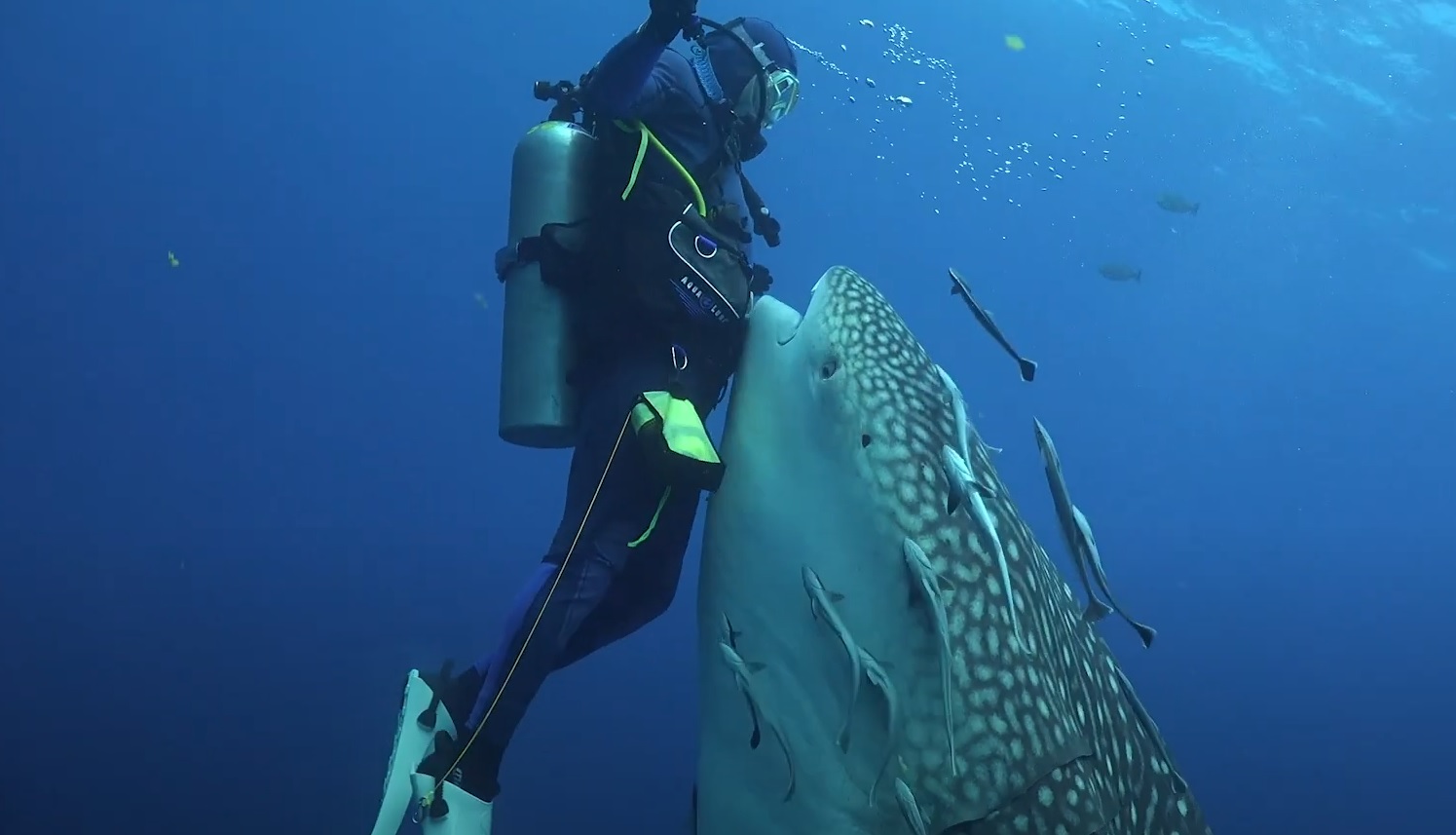 A Close Encounter Between a Whale Shark And Diver