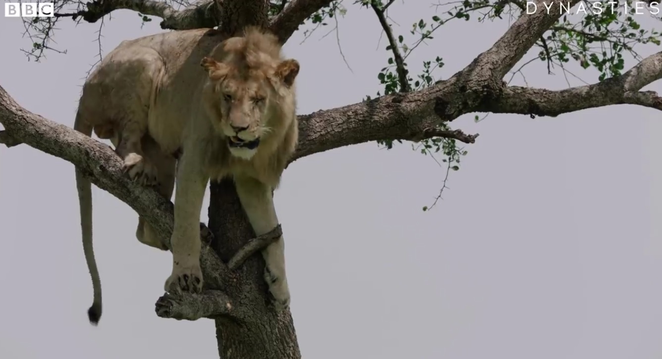 Funny Lion Stuck In A Tree