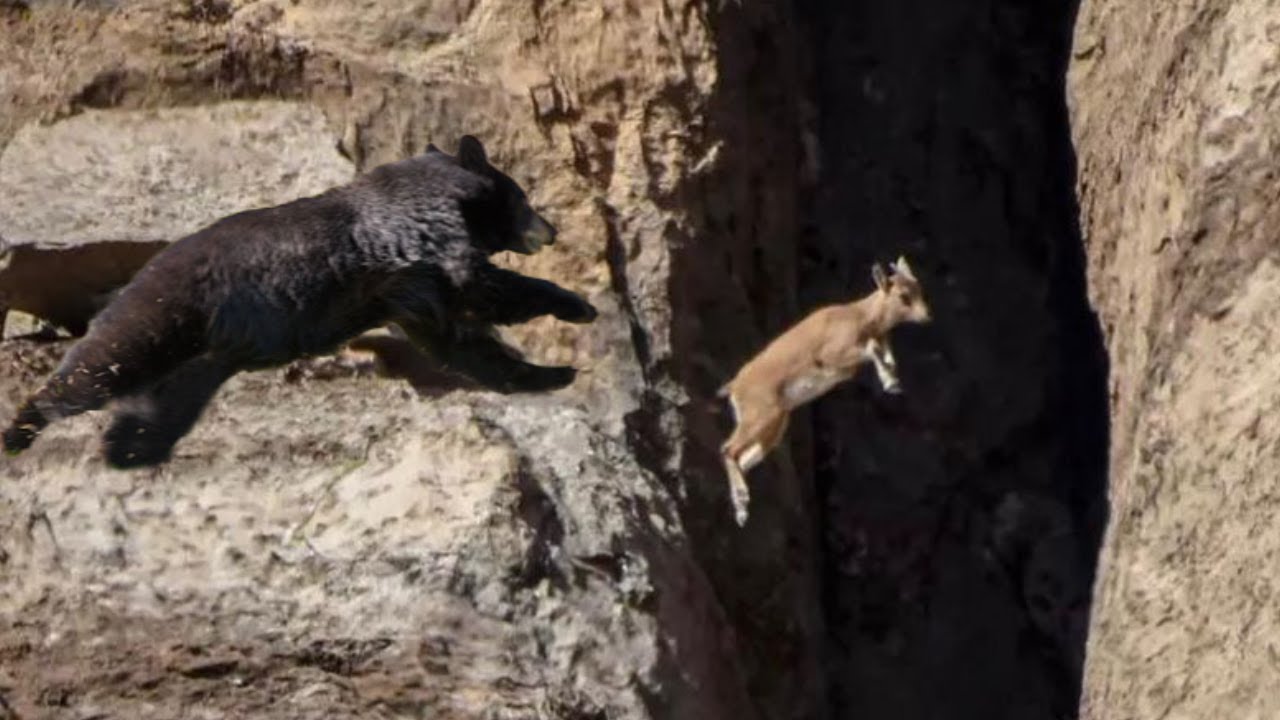No Predator Can Catch Mountain Goats Video