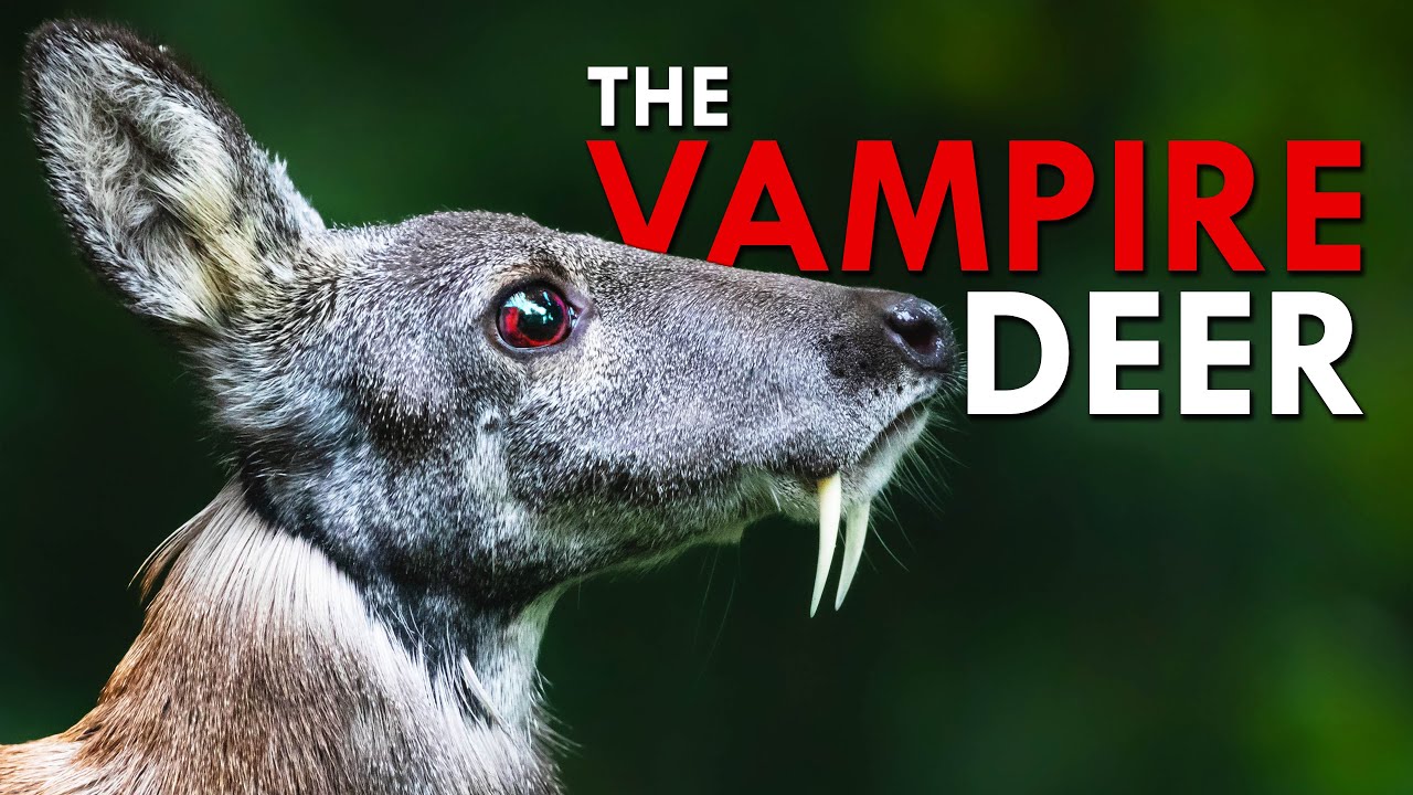 Fangs and Fur: Meet the Vampire of the Deer World