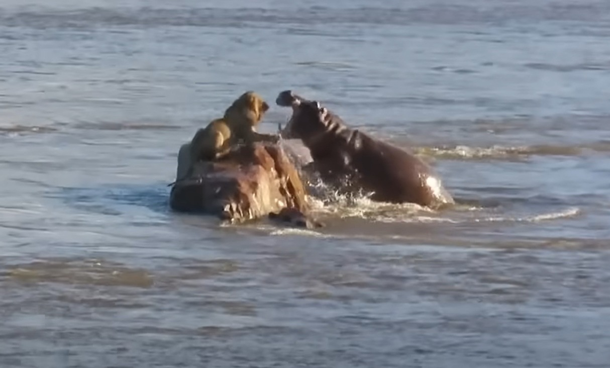 Unexpected Turn of Events: Lion Trapped On Rock Attacked by Hippos