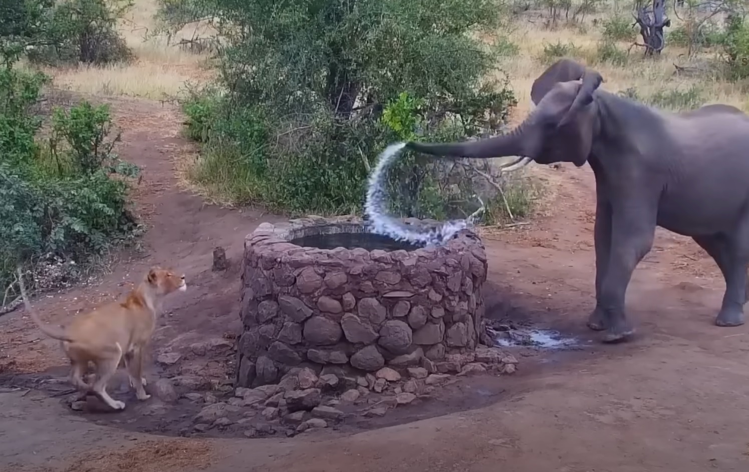 Elephant Sprays Water At Lion Video