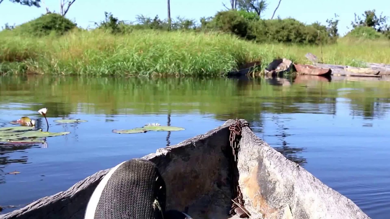 Hippo Forces Man to Flee Water