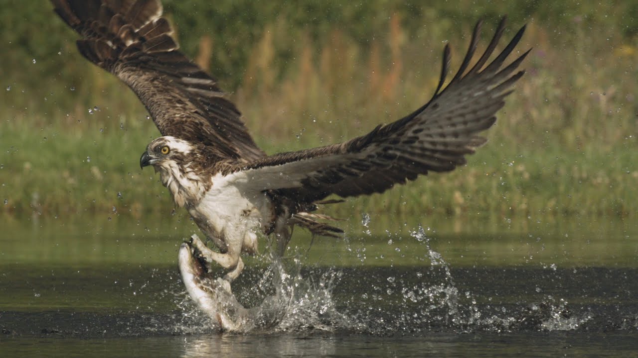 Incredible Slow Motion Footage Of An Osprey Catching Its Prey