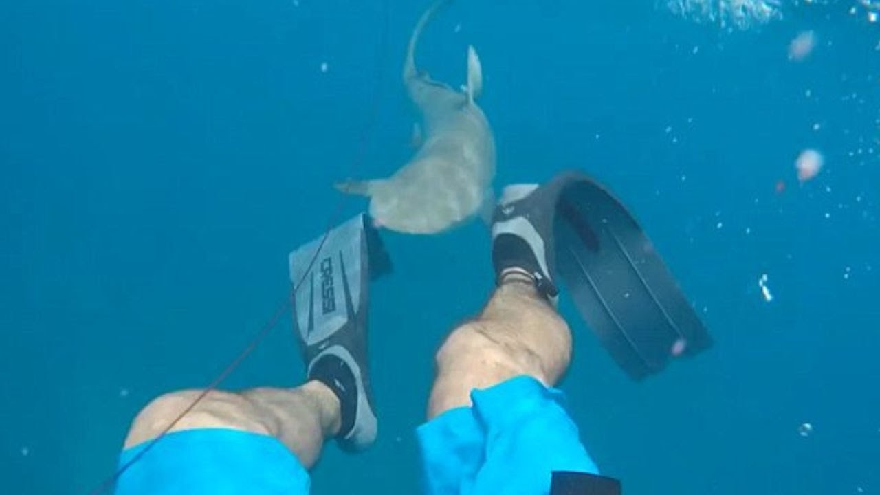 Close Calls with Sharks: A Compilation of Nail-Biting Encounters