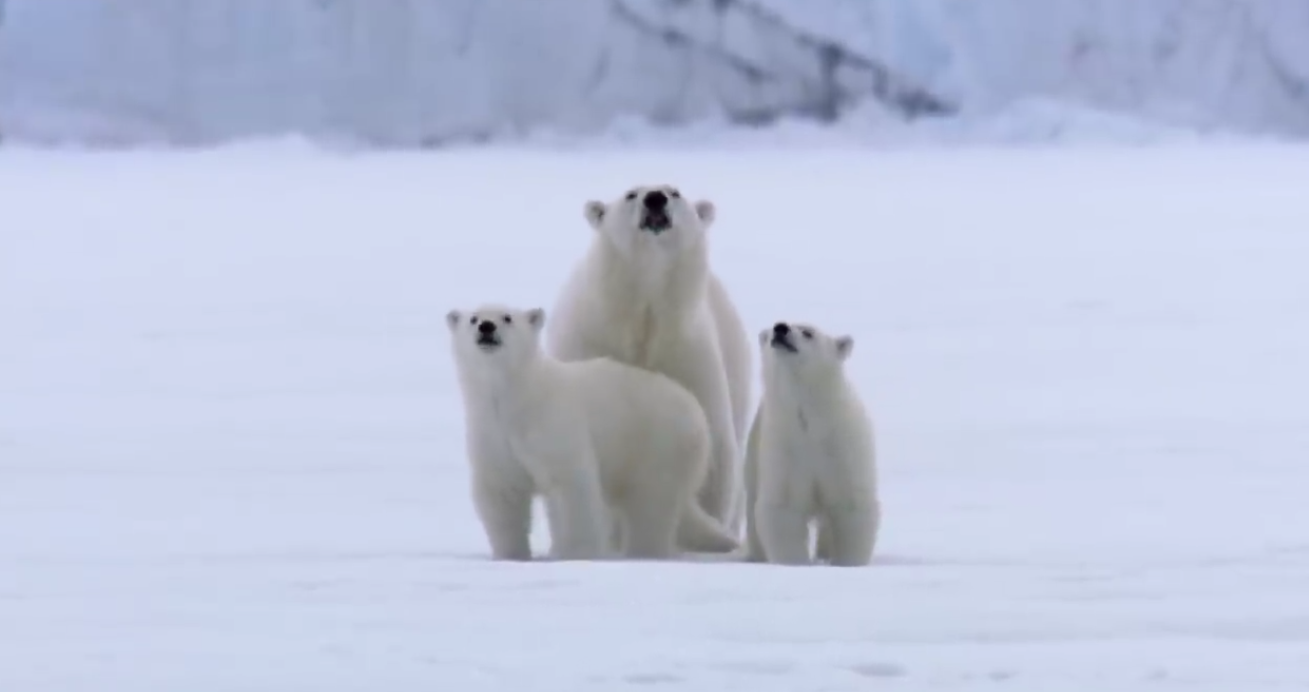 Film Crew Surrounded By Polar Bears