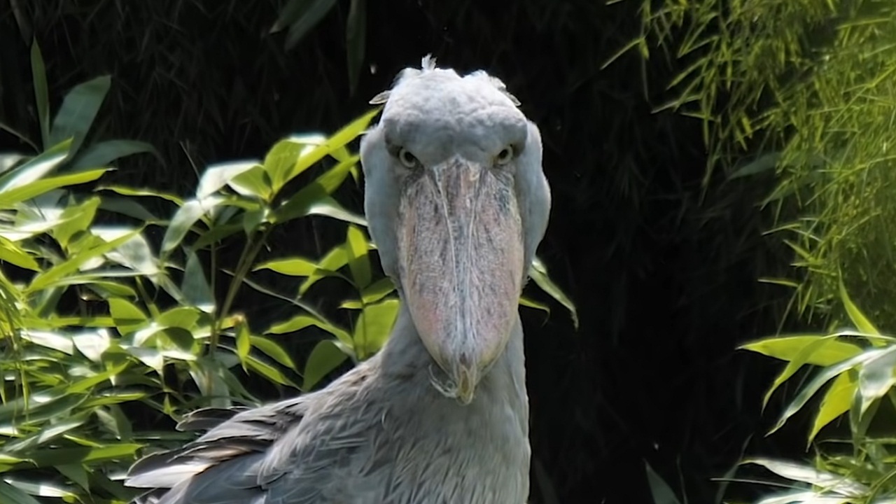 The Shoebill: Living Dinosaurs with Death Stares and Machine Gun Vocals
