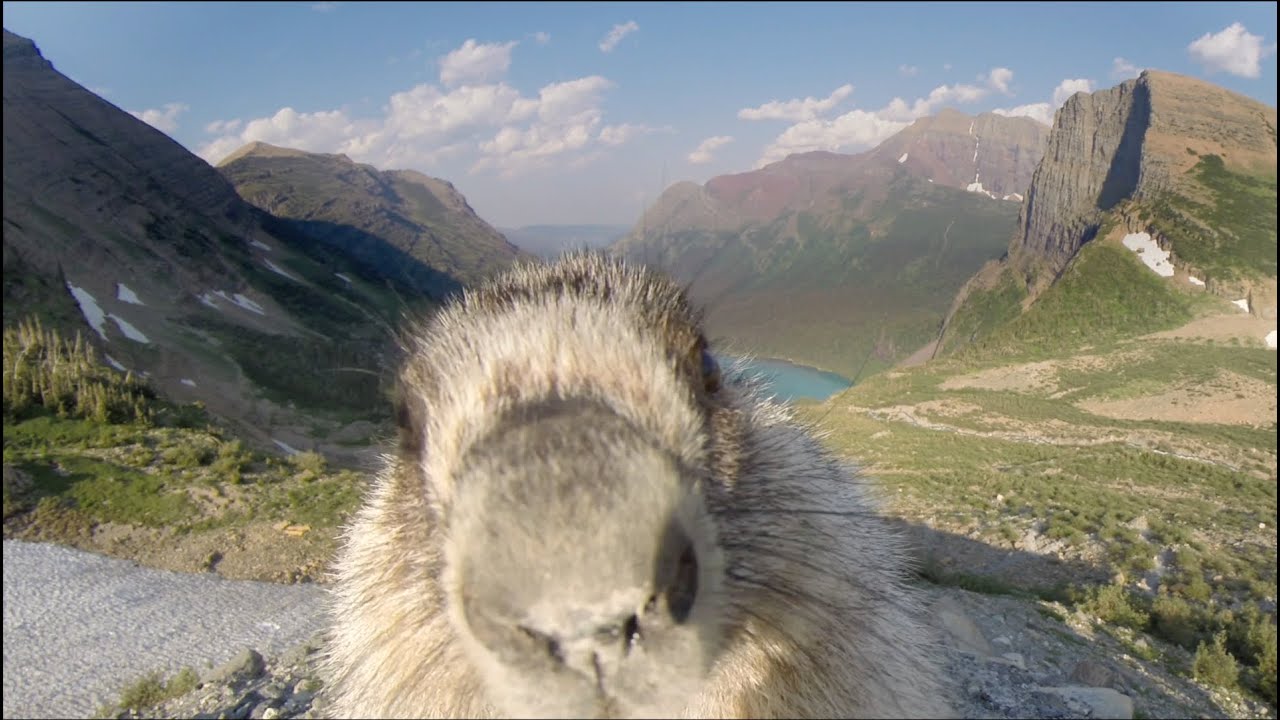 Curious Marmot Investigates GoPro Camera