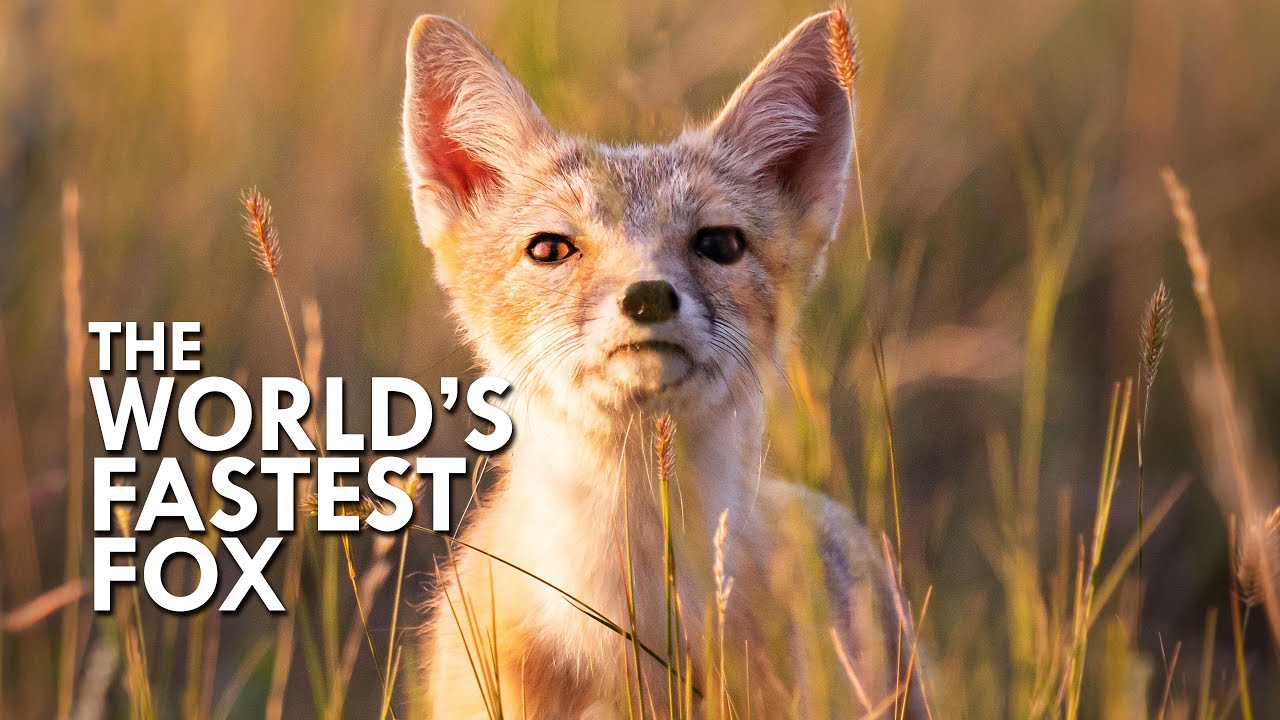 Discovering the Swift Fox: A Fascinating Look into One of Nature's Most Elusive Creatures