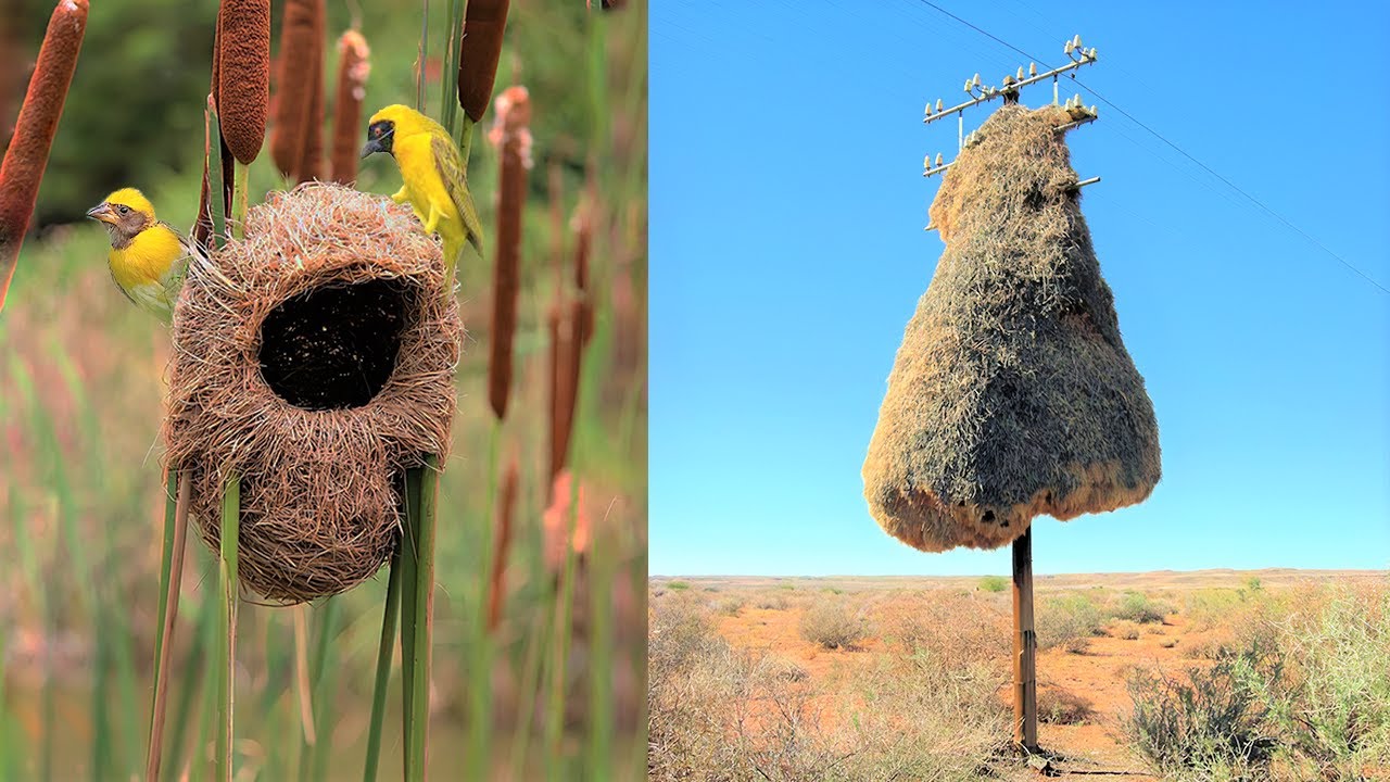 Ingenious Bird Homes: 15 Amazing Nests Built by Architects