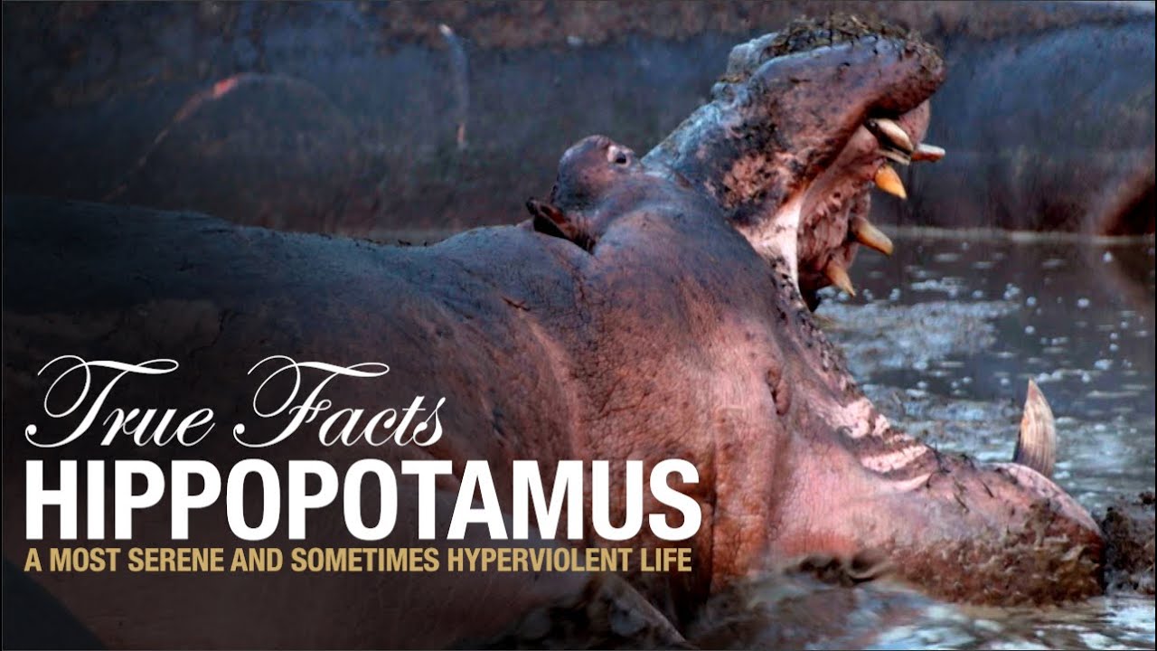 All You Need to Know About Hippopotamuses
