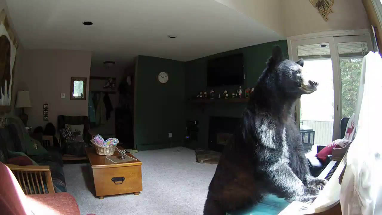 Bear breaks into a house and plays piano