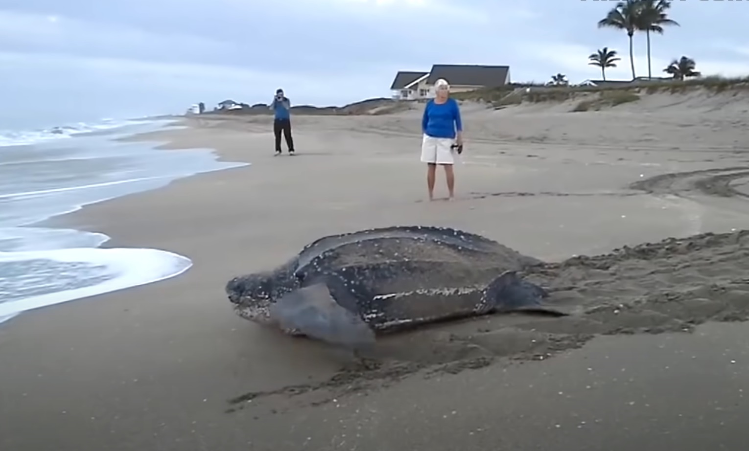 World's Largest Sea Turtle! Giant Leatherback Sea Turtle!