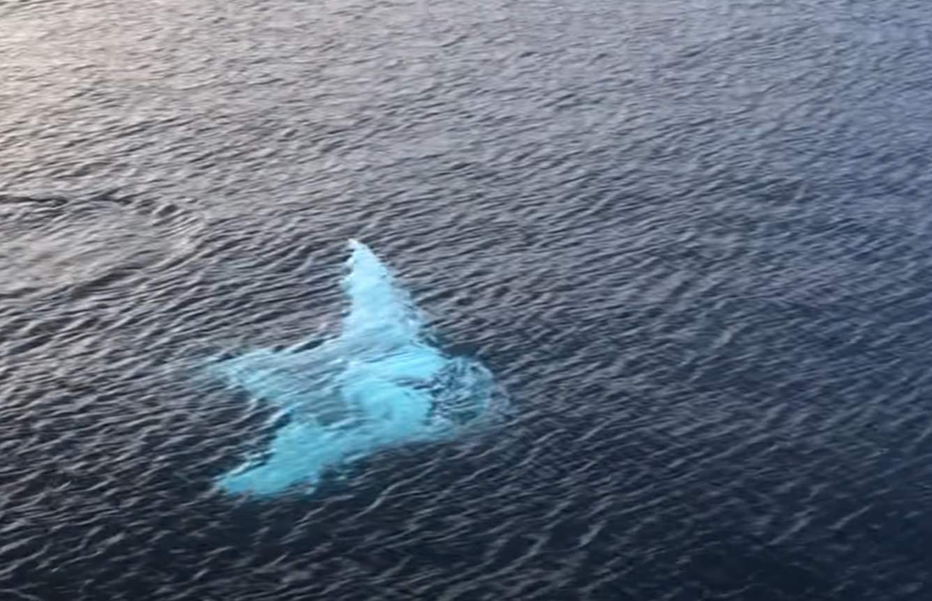 Unbelievable Drone Encounter with Enormous White Manta Ray