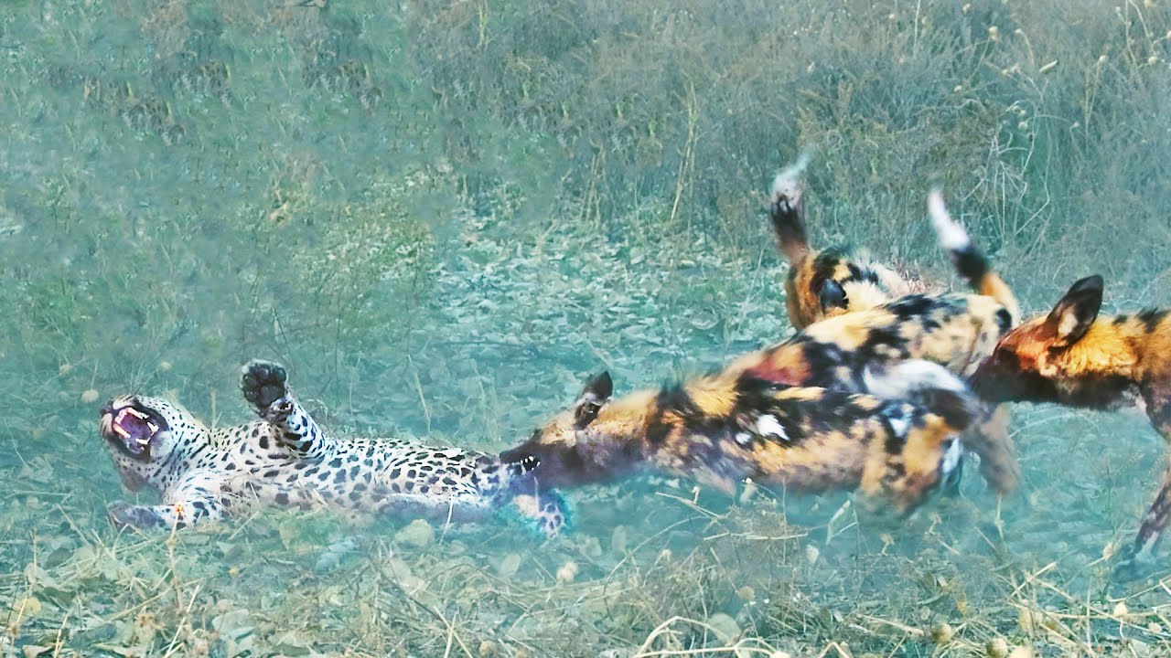 Wild Dogs Get Revenge on Leopard that Caught a Puppy Video