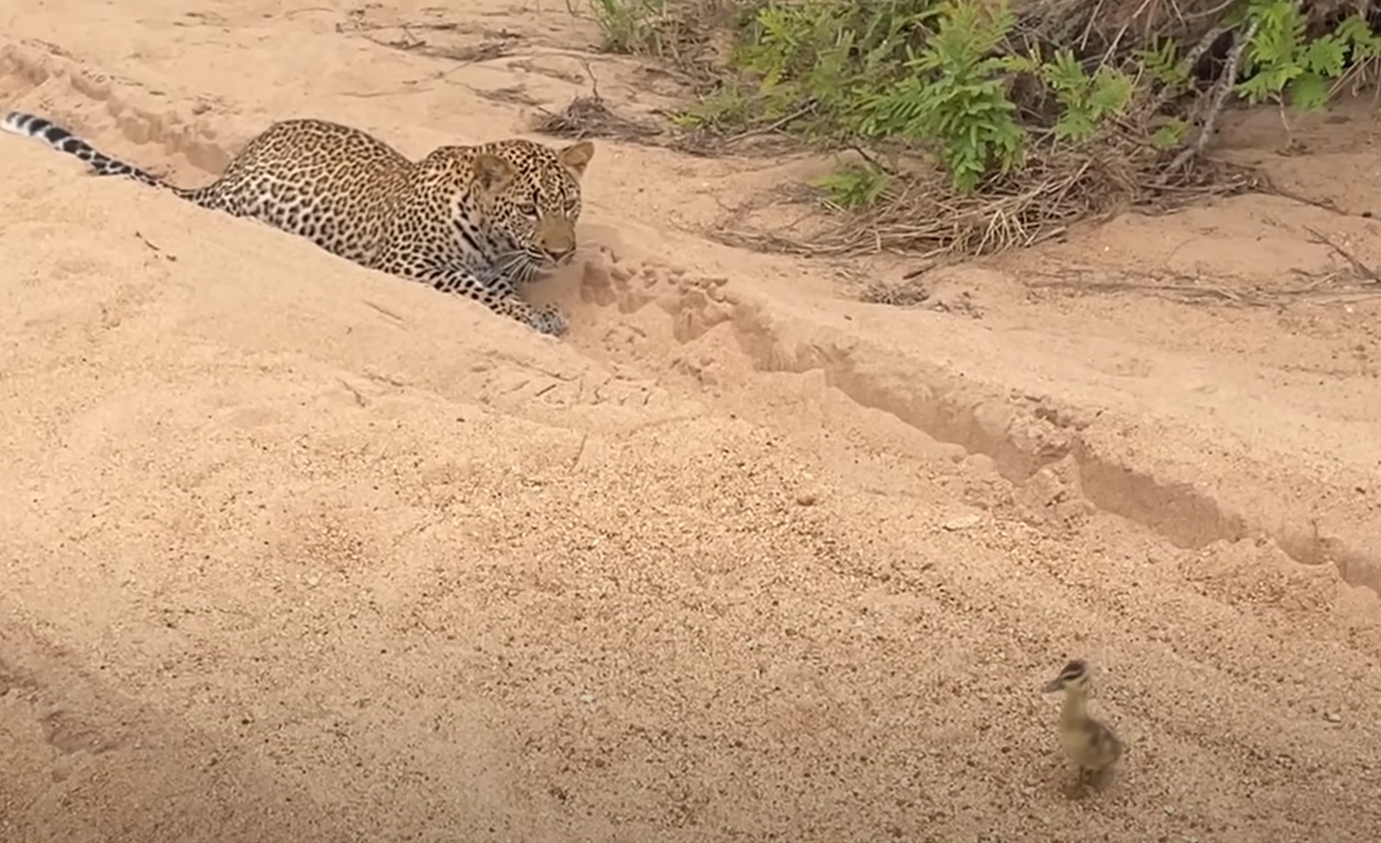 Baby Bird Walks up to Leopard - Unexpected Ending