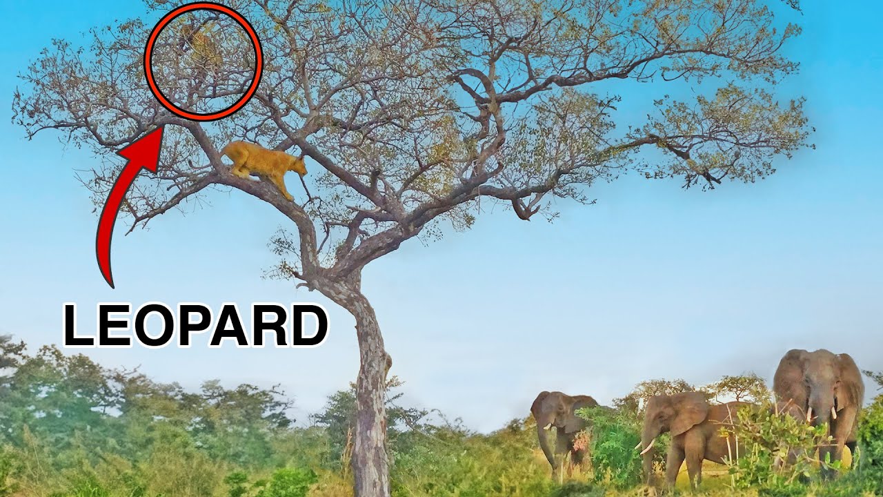 Leopard Stuck In Tree Is Hunted By Lion Gets Saved By Elephants Curiosity