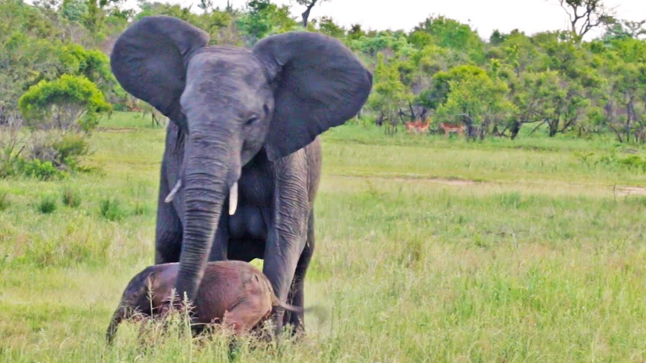 Desperate Elephant Mom Tries to Get Newborn to Stand