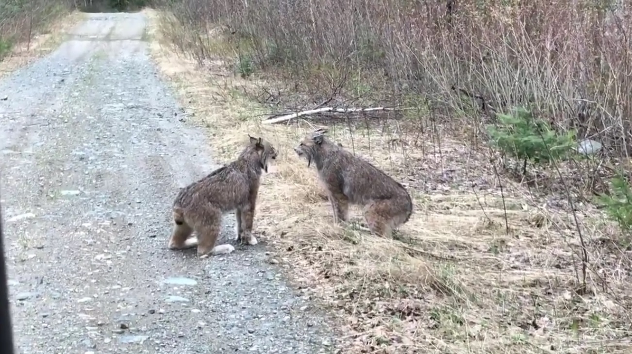 Lynxes Have Intense Conversation